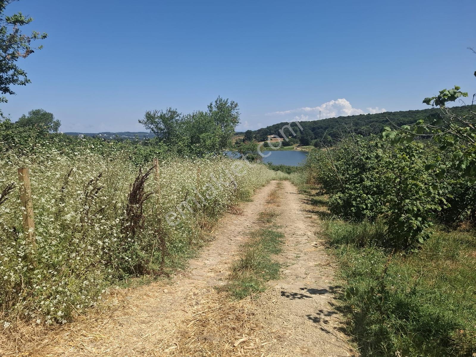 Turnalı Da Göl Manzaralı 23.615 M2 Yol Kenarı Fındık Bahçesi - Görsel 11