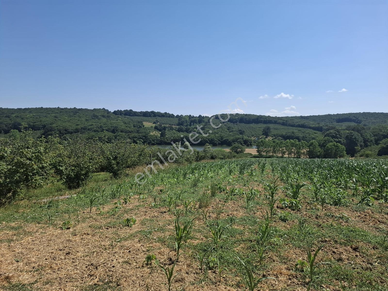 Turnalı Da Göl Manzaralı 23.615 M2 Yol Kenarı Fındık Bahçesi - Görsel 24