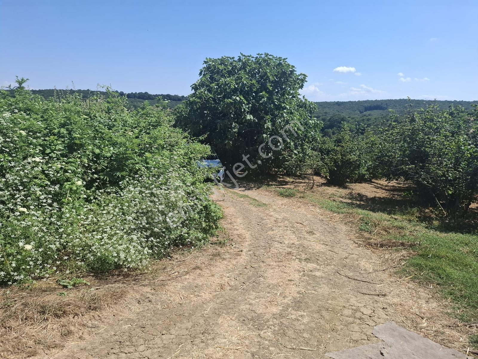Turnalı Da Göl Manzaralı 23.615 M2 Yol Kenarı Fındık Bahçesi - Görsel 18