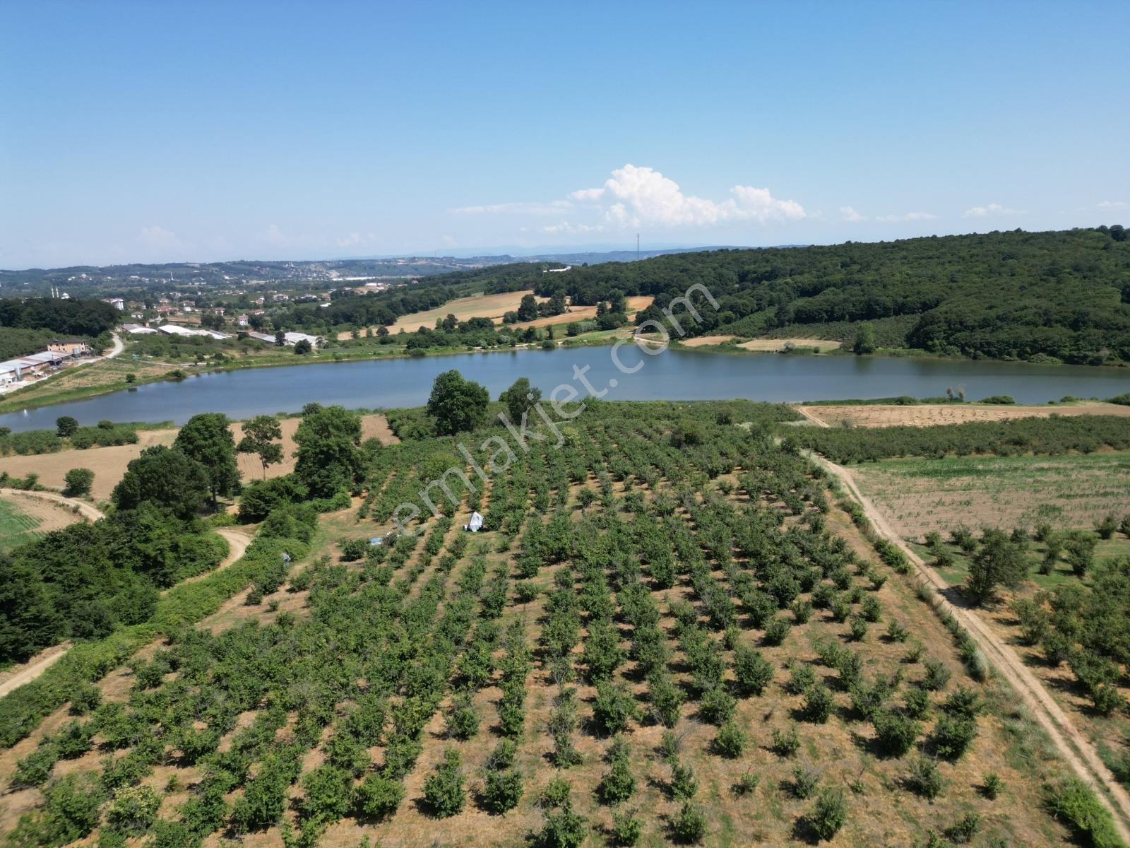 Turnalı Da Göl Manzaralı 23.615 M2 Yol Kenarı Fındık Bahçesi