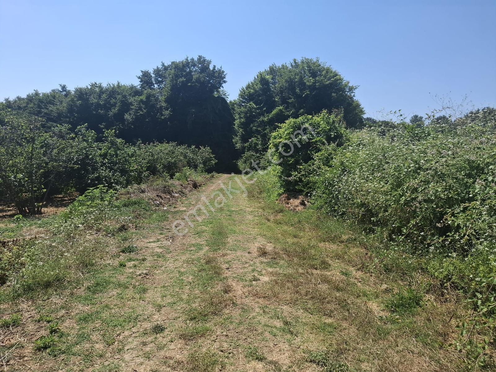 Turnalı Da Göl Manzaralı 23.615 M2 Yol Kenarı Fındık Bahçesi - Görsel 2