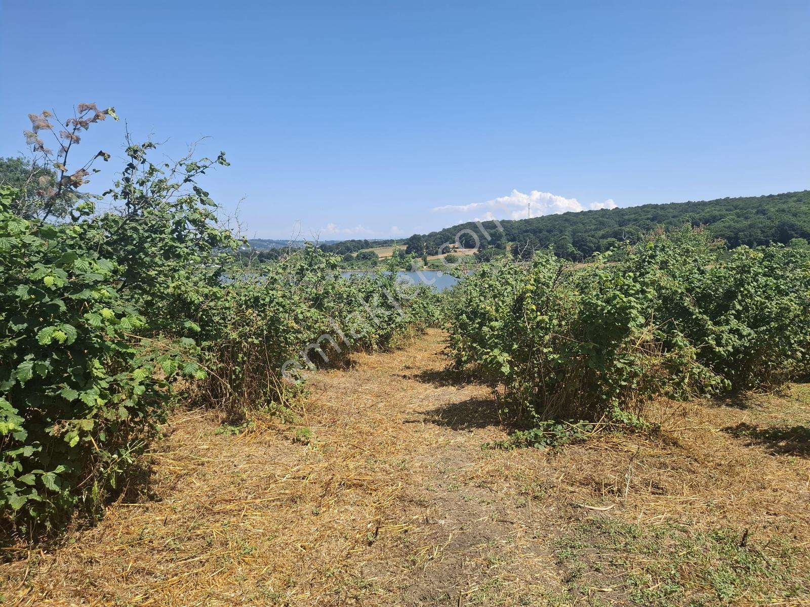Turnalı Da Göl Manzaralı 23.615 M2 Yol Kenarı Fındık Bahçesi - Görsel 14