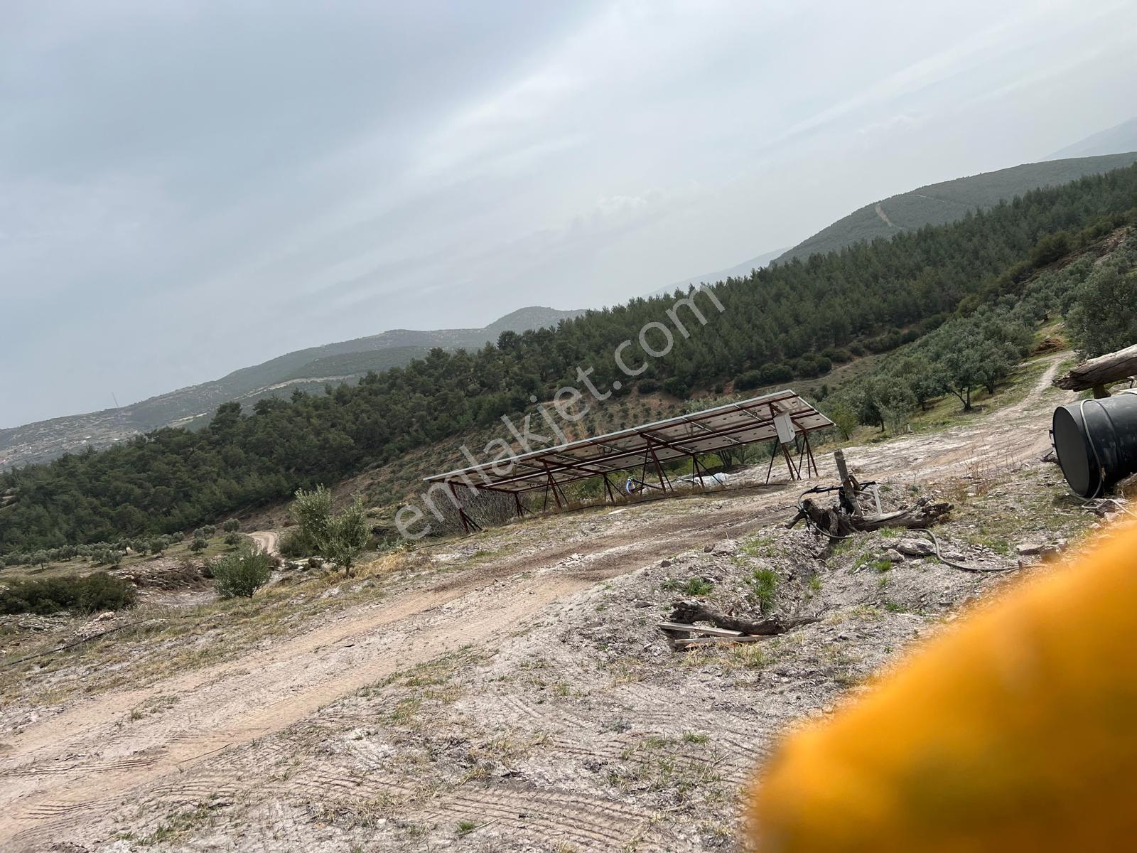 Karacasu Işıklar Mahallesinde 36.500 M² Satılık Zeytinlik - Görsel 17
