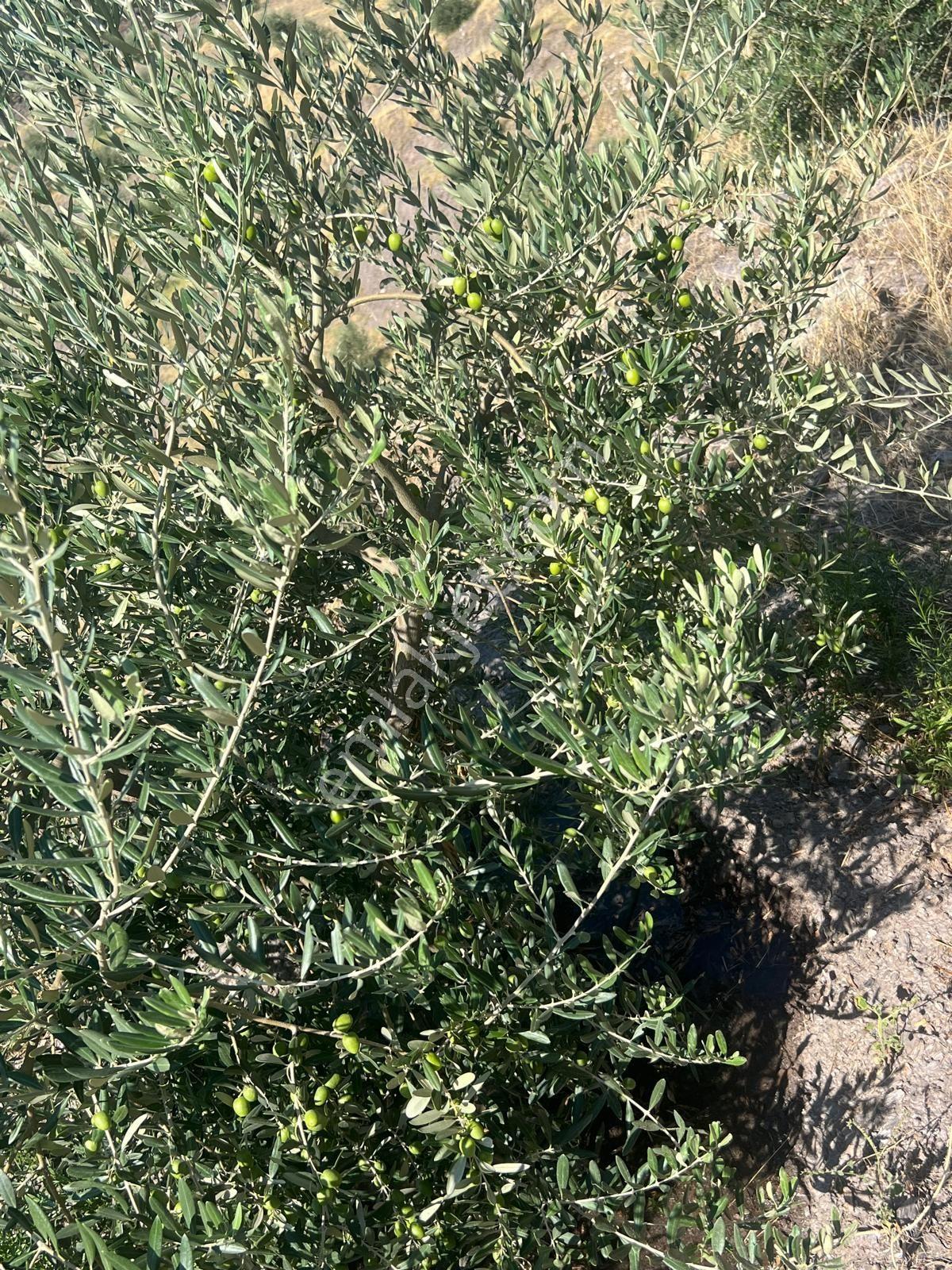 Karacasu Işıklar Mahallesinde 36.500 M² Satılık Zeytinlik - Görsel 11