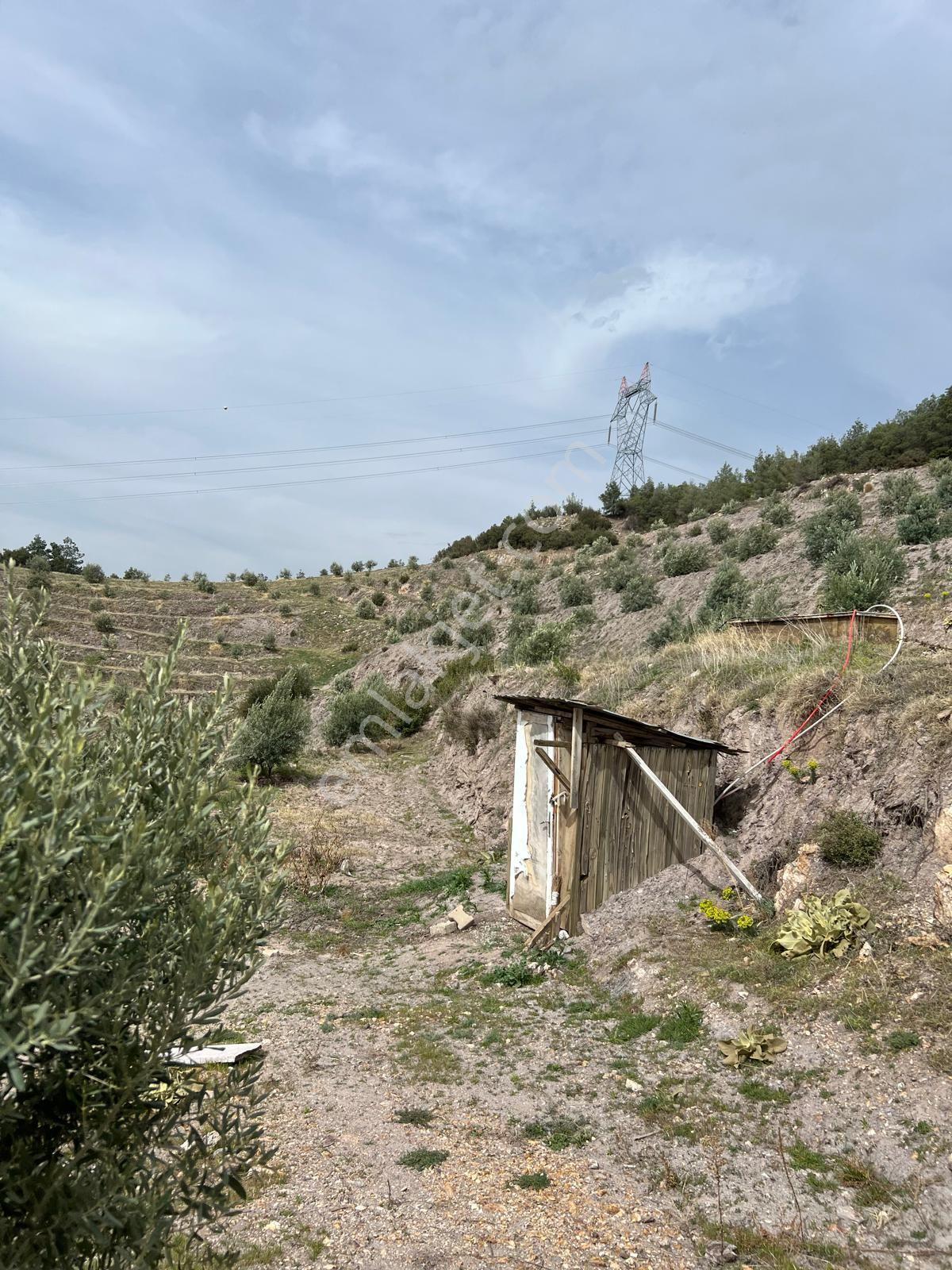 Karacasu Işıklar Mahallesinde 36.500 M² Satılık Zeytinlik - Görsel 21