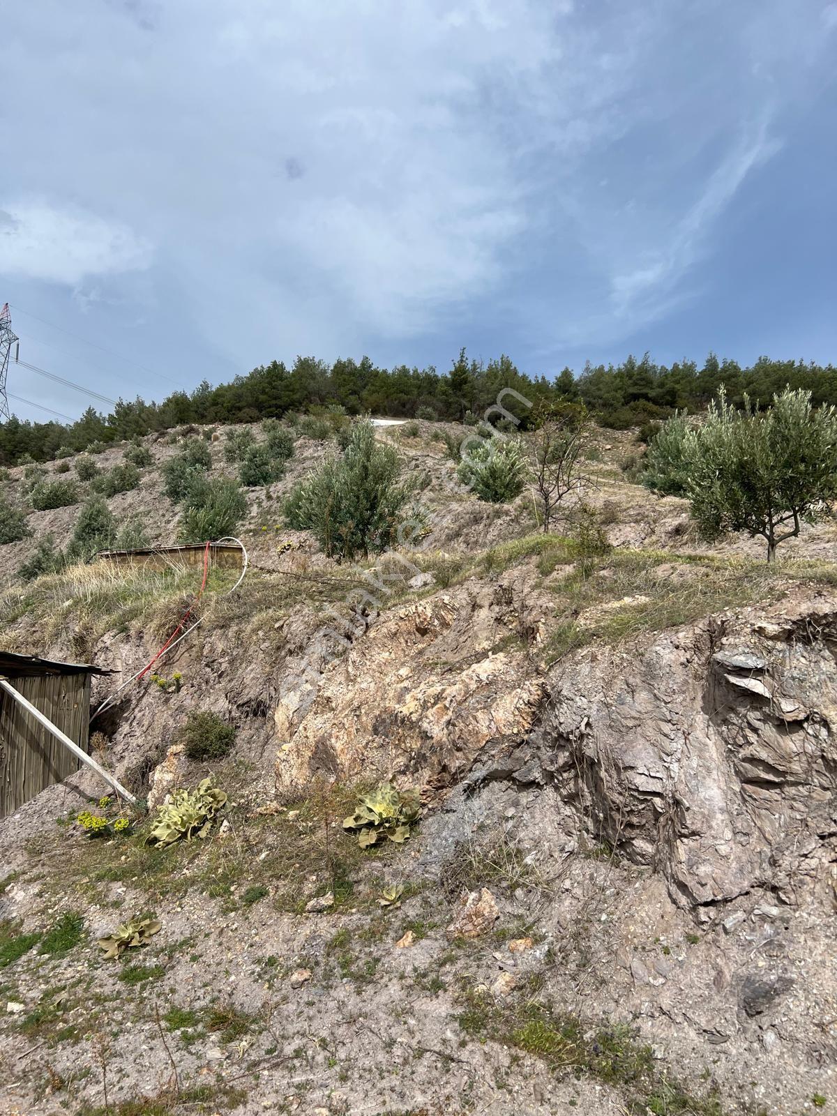 Karacasu Işıklar Mahallesinde 36.500 M² Satılık Zeytinlik - Görsel 14