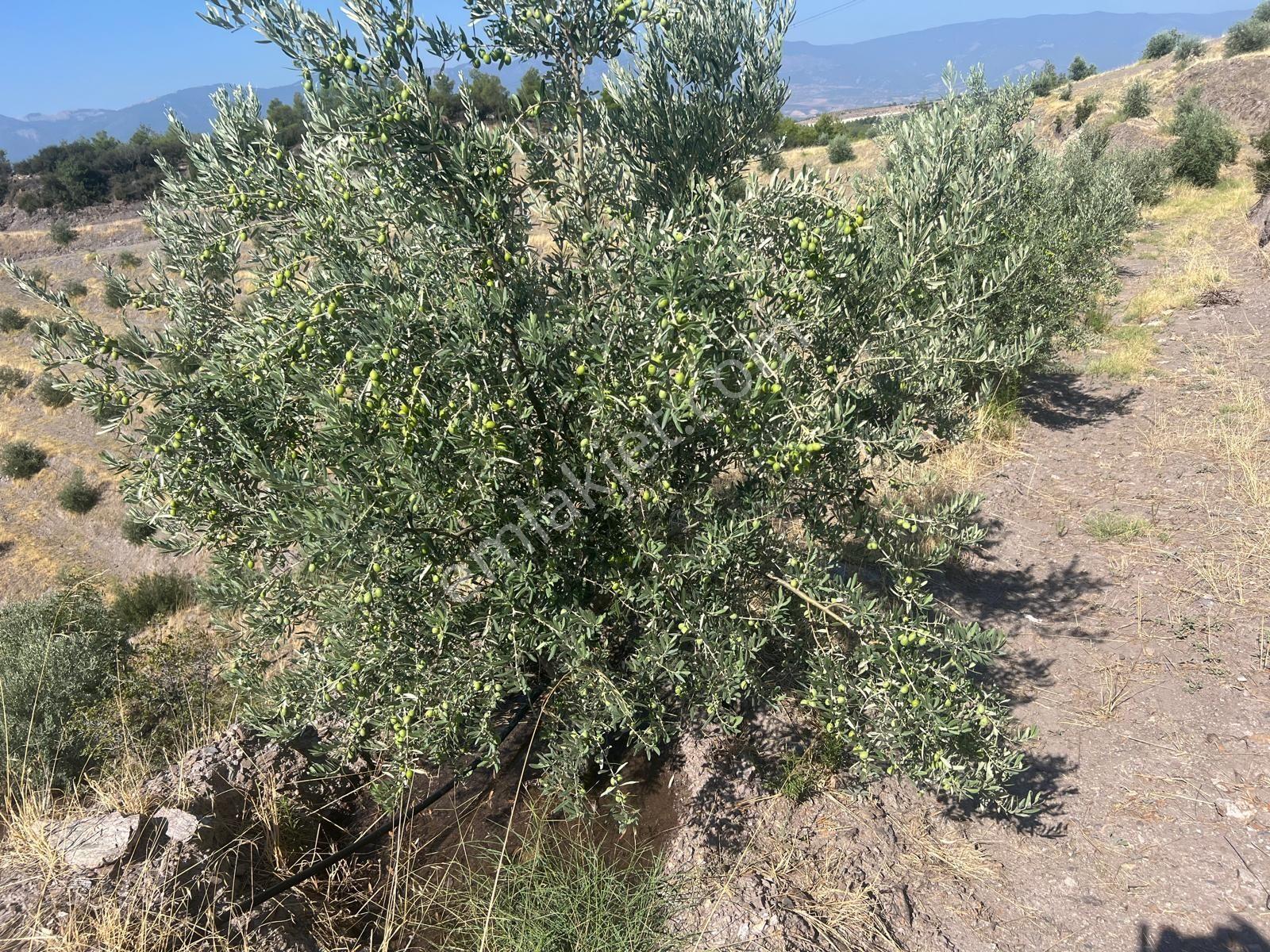 Karacasu Işıklar Mahallesinde 36.500 M² Satılık Zeytinlik - Görsel 8