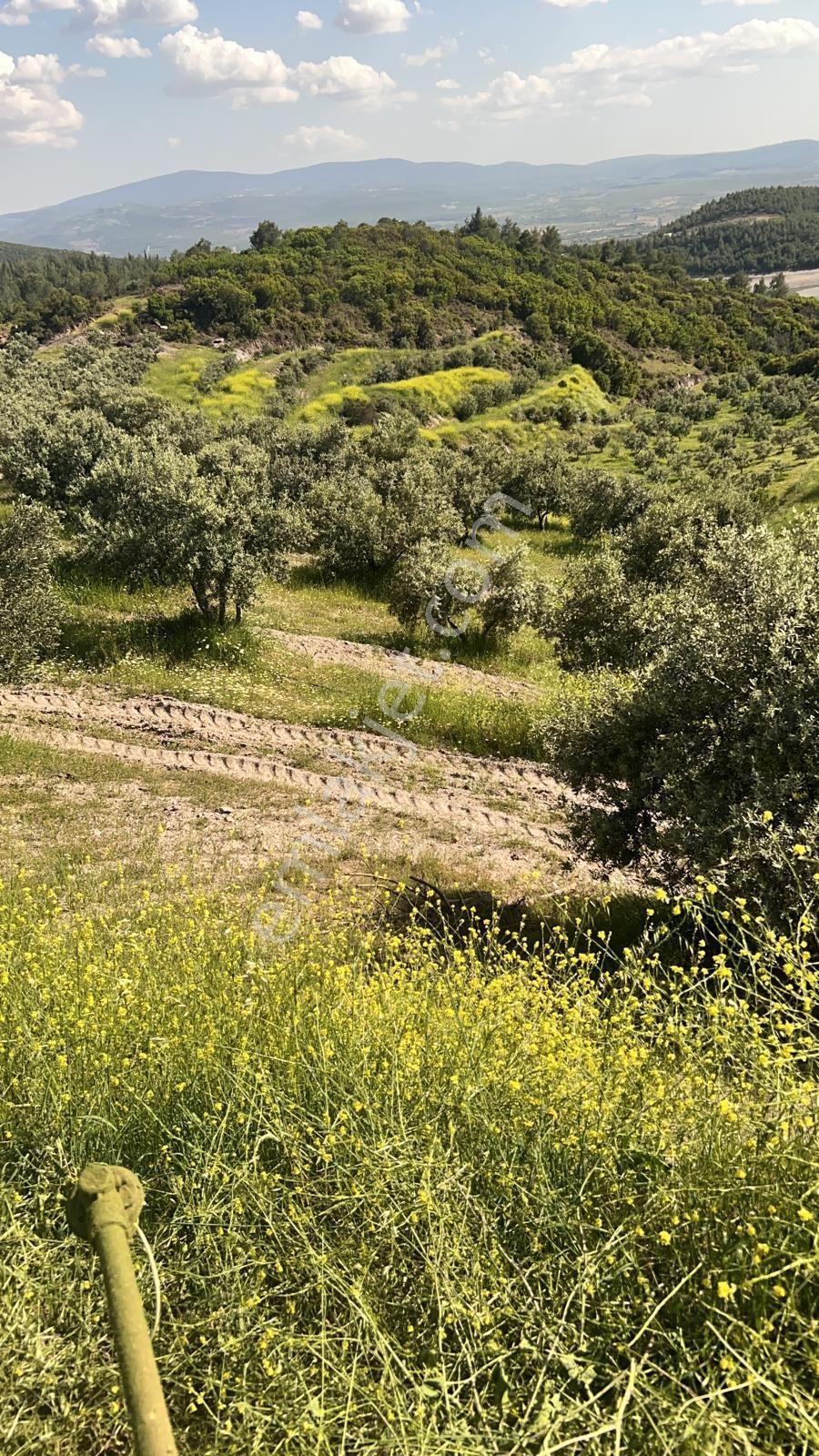 Karacasu Işıklar Mahallesinde 36.500 M² Satılık Zeytinlik - Görsel 25
