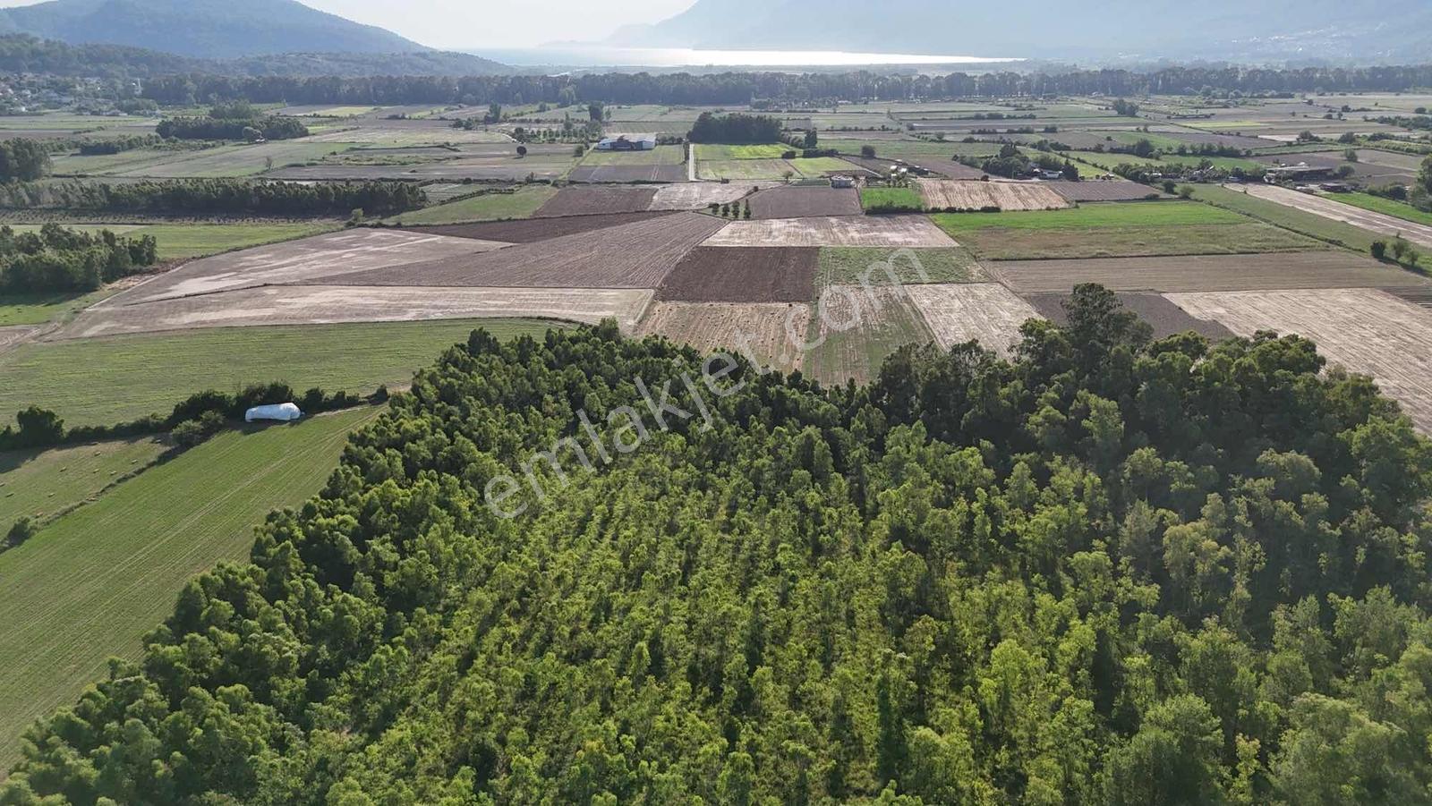 Muğla Ula Çıtlık Mah 11.199 M² Denize Yakın Arazi - Görsel 15