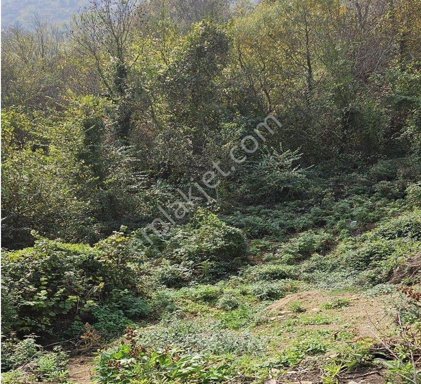 Filyos Vadi Projesi Havaalanı Ve Plaja Yakın Köy İmarliı Acil İhtiyaç Tan Satlık - Görsel 3