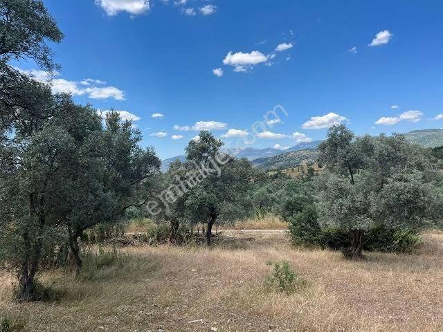 Muğla Milas Söğütçükte 2663 M2 İki Yola Cepheli Tarla