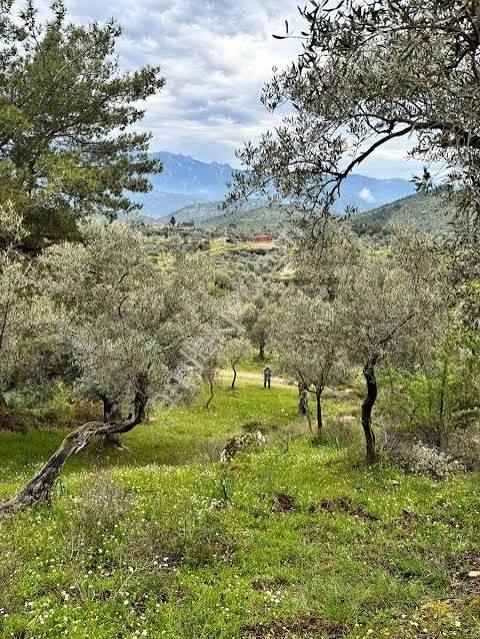 Muğla Milas Söğütçükte 2663 M2 İki Yola Cepheli Tarla - Görsel 3