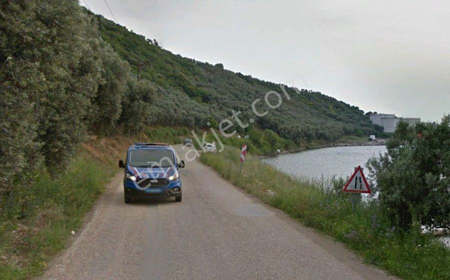 Balıkesir Bandırma Edincik'te Sahil Yolu Üzerinde 81 M2 Satılık Zeytinlik Denize Sıfır - Görsel 2