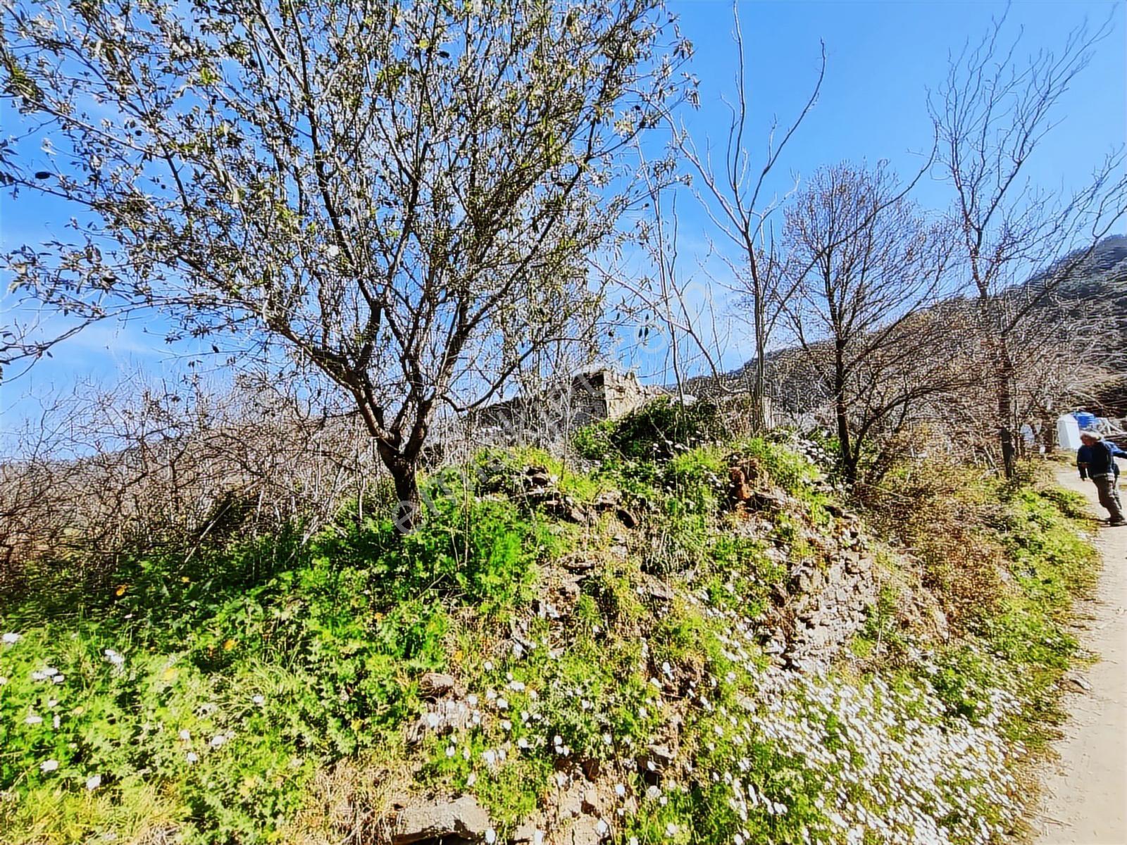 İzmir Selçuk Eski Acarlar Köyünde Satılık 195 M2 Bahçe