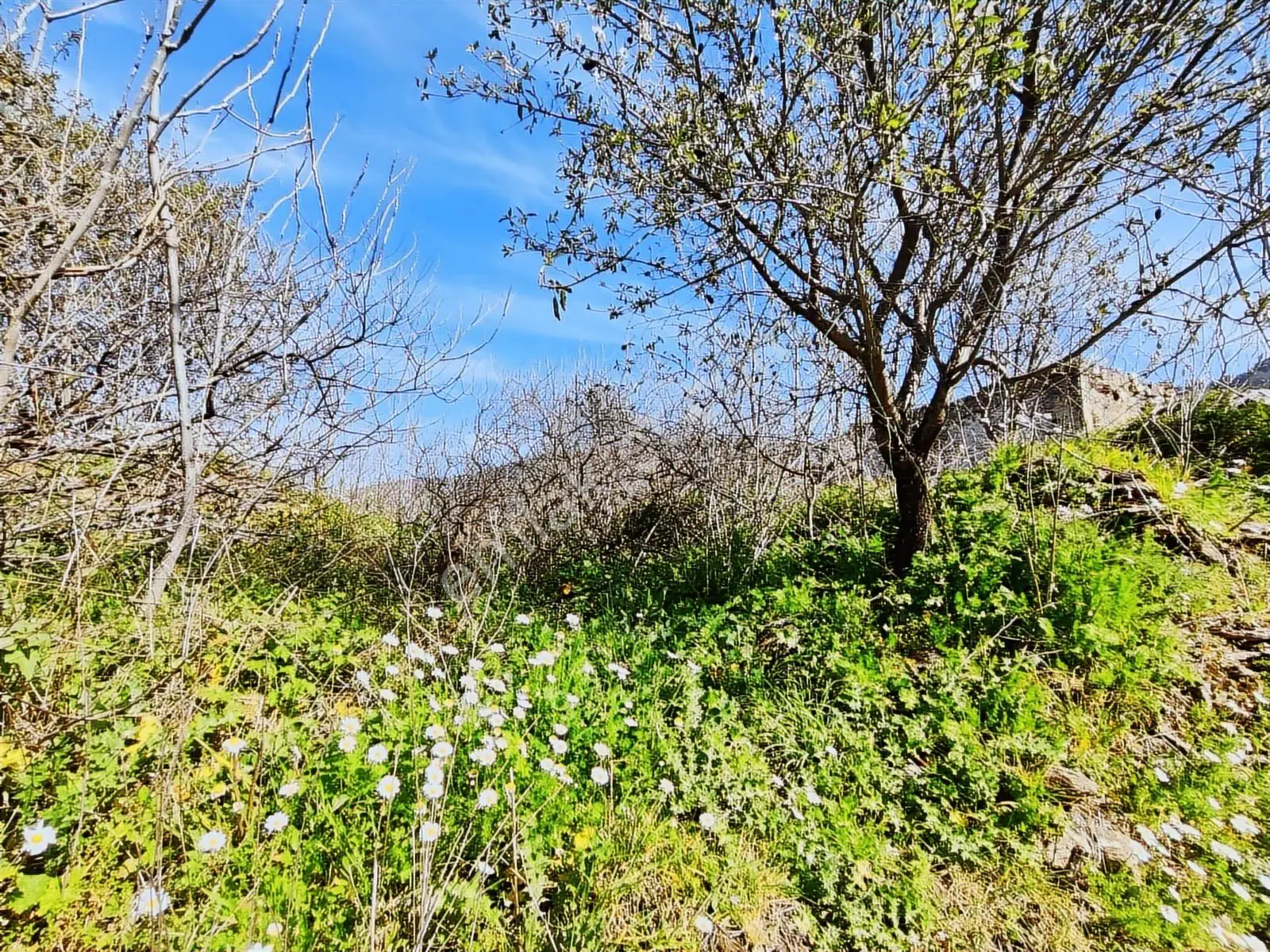 İzmir Selçuk Eski Acarlar Köyünde Satılık 195 M2 Bahçe - Görsel 4