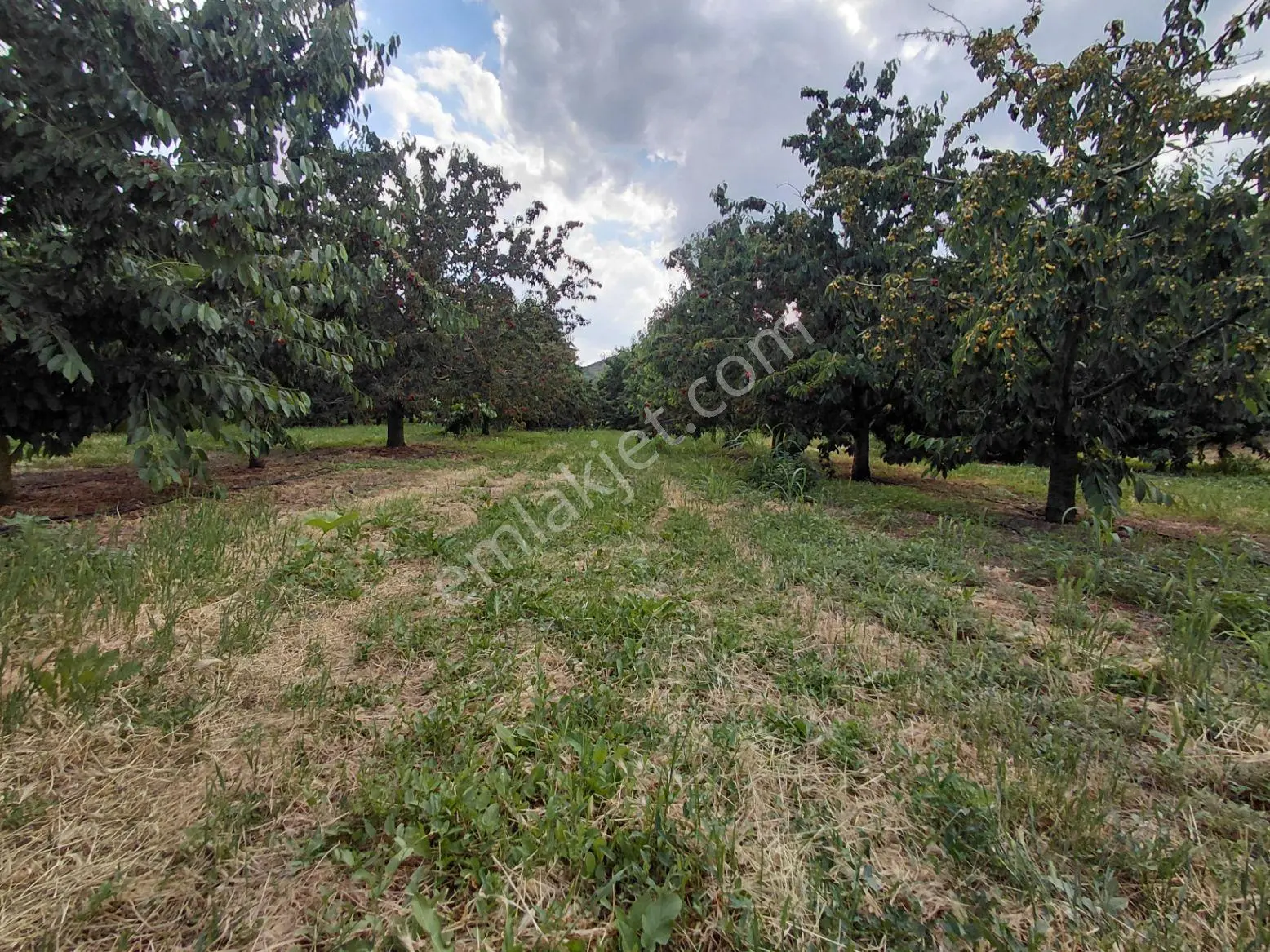 Atakent Mahallesi 2536 M² Meyve Bahçesi - Görsel 26