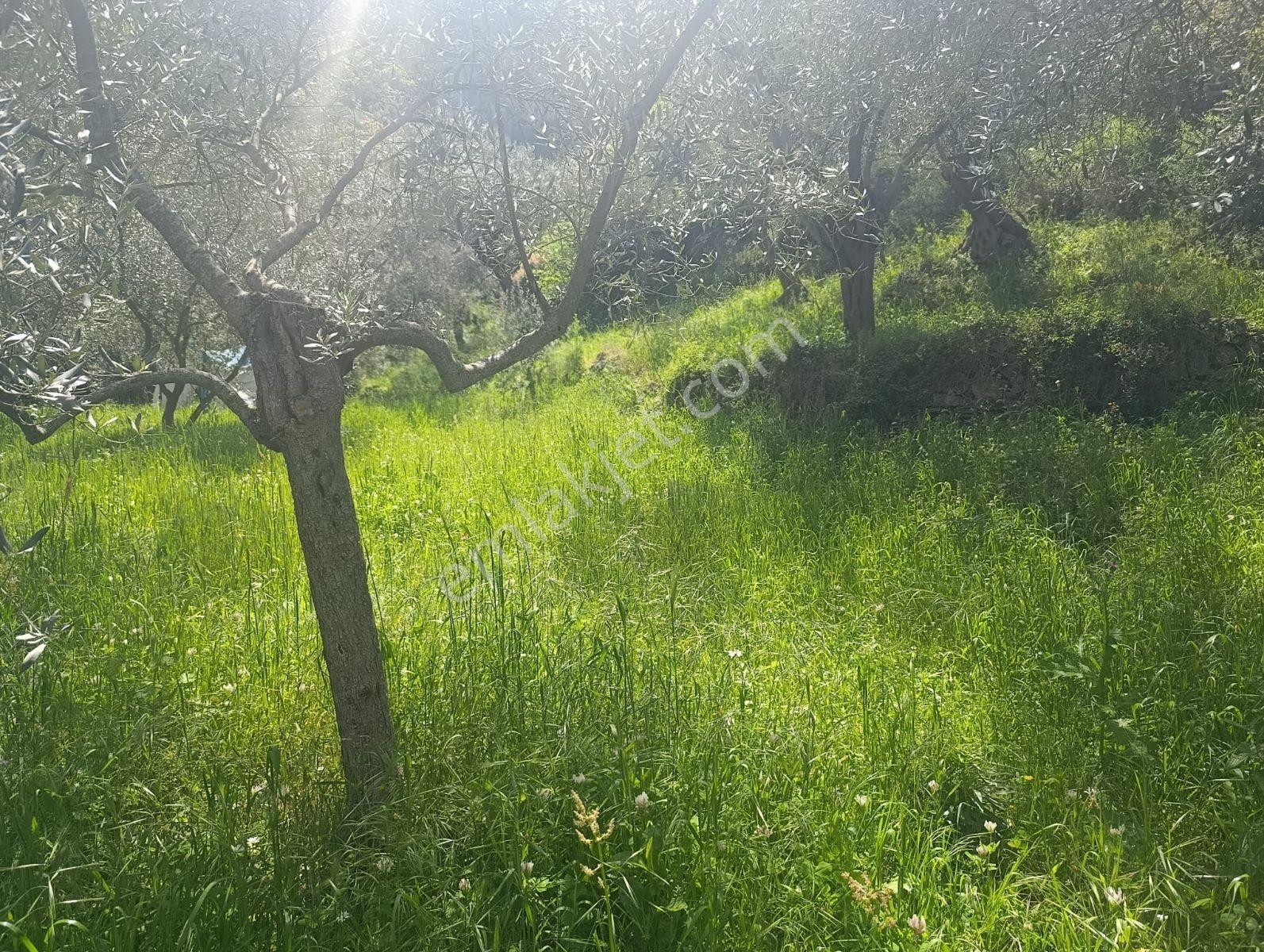 Selçuk Eski Şirince Yolunda Satılık Zeytin Bahçesi - Görsel 7