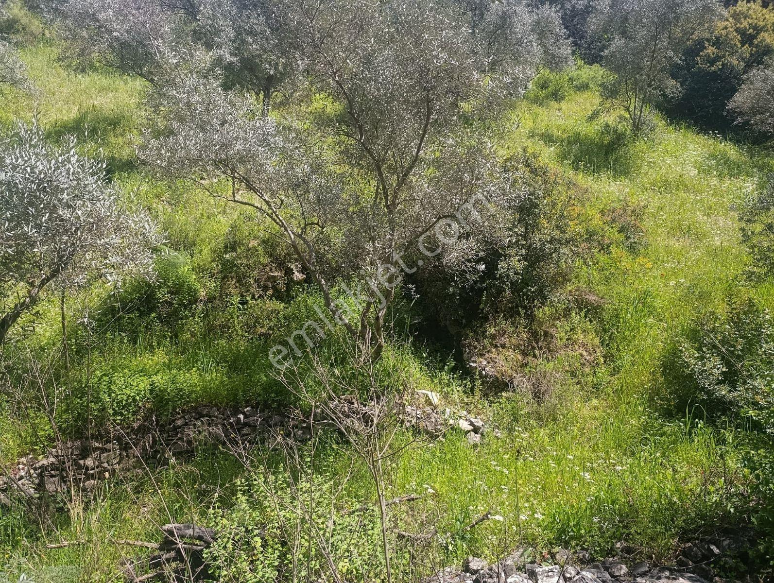 Selçuk Eski Şirince Yolunda Satılık Zeytin Bahçesi - Görsel 6