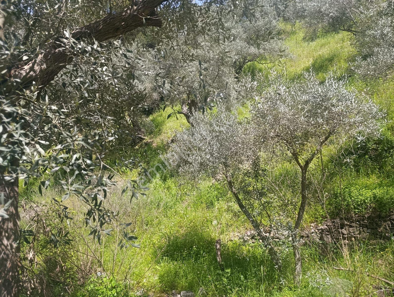Selçuk Eski Şirince Yolunda Satılık Zeytin Bahçesi - Görsel 4