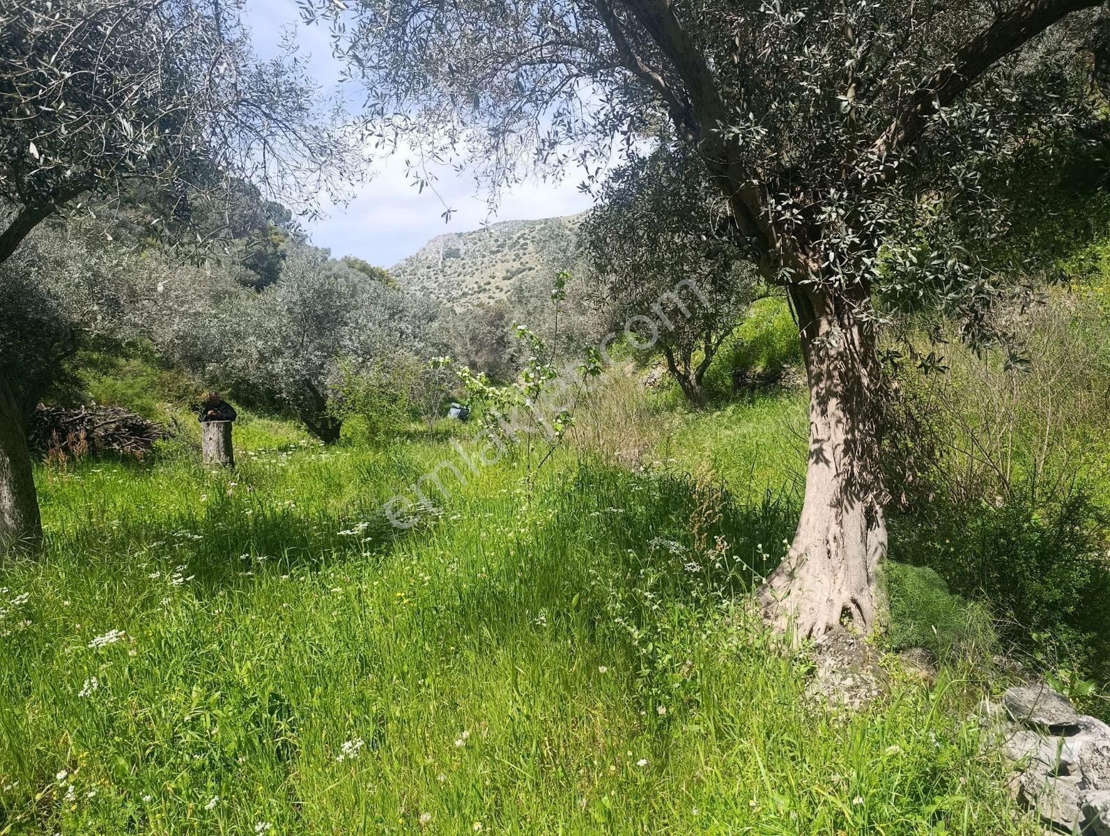 Selçuk Eski Şirince Yolunda Satılık Zeytin Bahçesi