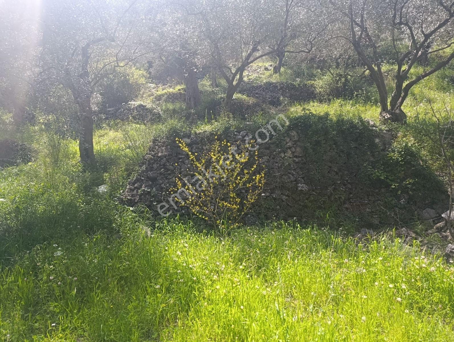 Selçuk Eski Şirince Yolunda Satılık Zeytin Bahçesi - Görsel 3