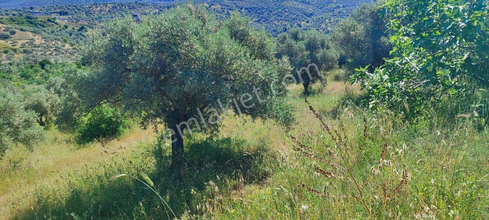 Selçuk Kınalı Köprü Mevkiinde Satılık Bahçe - Görsel 4