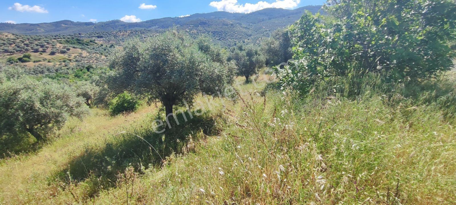 Selçuk Kınalı Köprü Mevkiinde Satılık Bahçe - Görsel 5