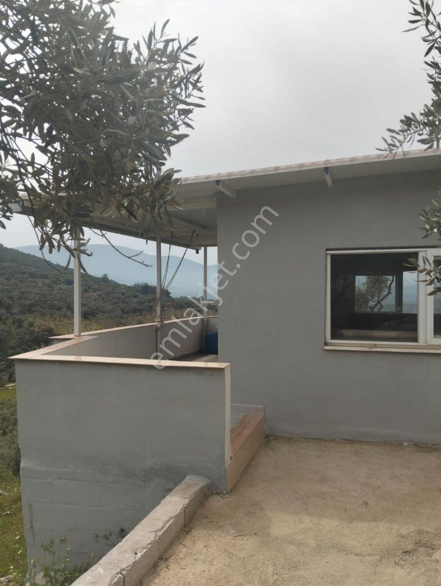 Selçuk Çamlık Köyünde Satılık Zeytinlik - Görsel 10