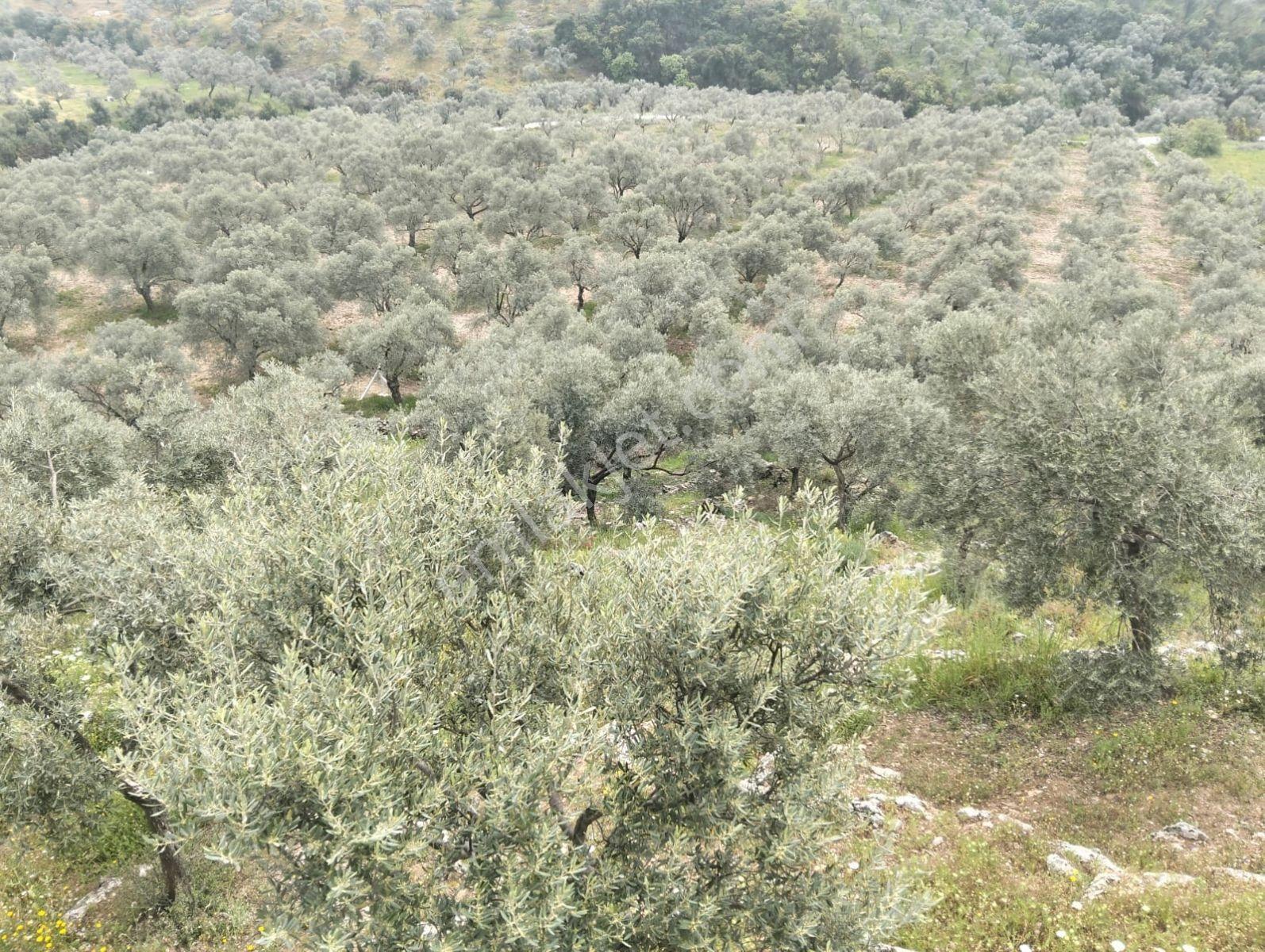 Selçuk Çamlık Köyünde Satılık Zeytinlik - Görsel 20