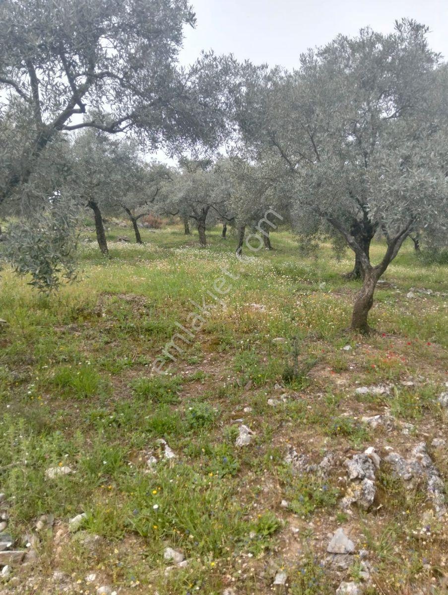 Selçuk Çamlık Köyünde Satılık Zeytinlik - Görsel 2