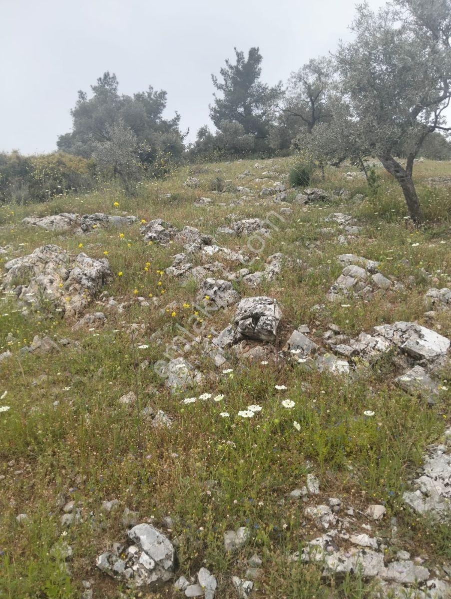 Selçuk Çamlık Köyünde Satılık Zeytinlik - Görsel 25