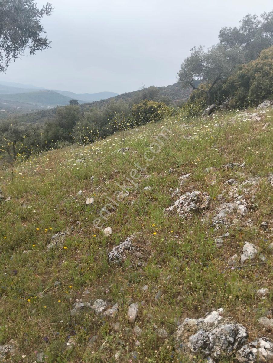 Selçuk Çamlık Köyünde Satılık Zeytinlik - Görsel 24