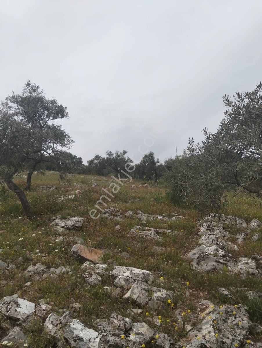 Selçuk Çamlık Köyünde Satılık Zeytinlik - Görsel 6