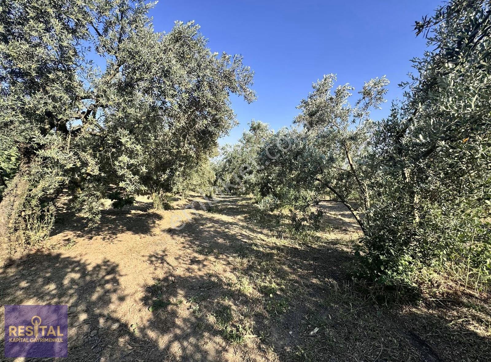 Mudanya Akköy'de 2.985 M² Yatırımlık Satılık Arsa - Görsel 3