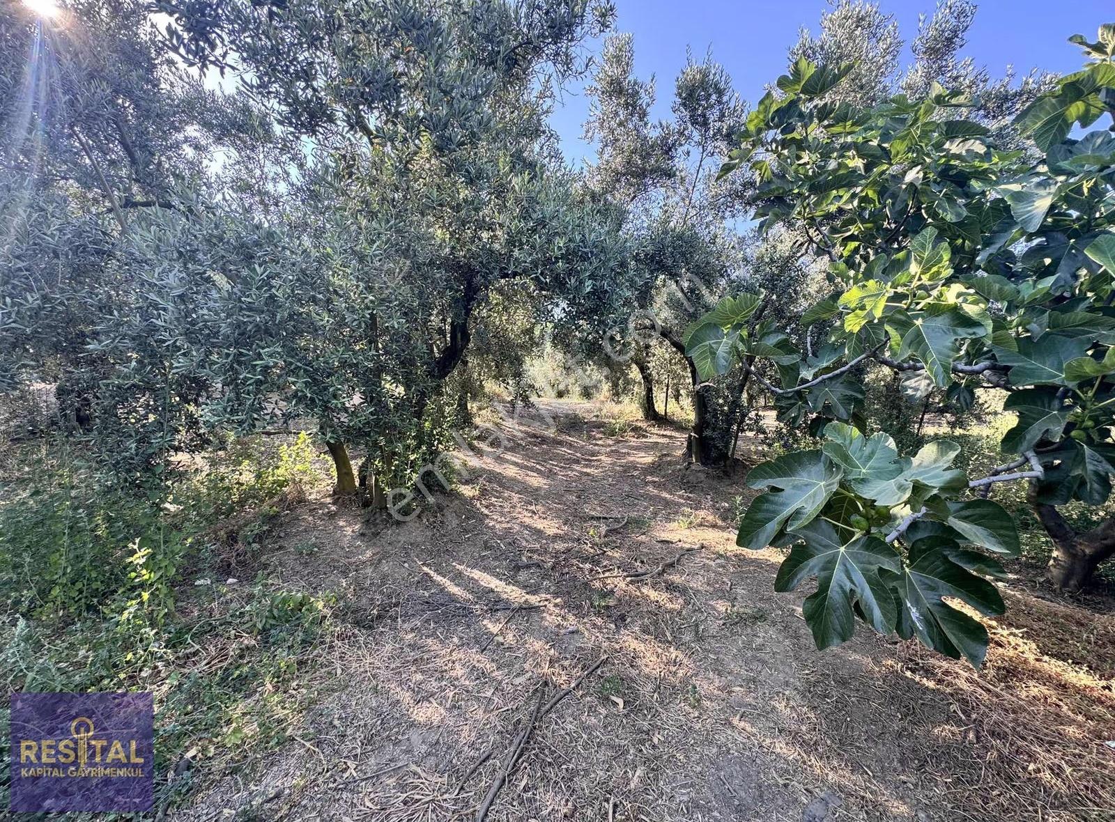 Mudanya Akköy'de 2.985 M² Yatırımlık Satılık Arsa - Görsel 5
