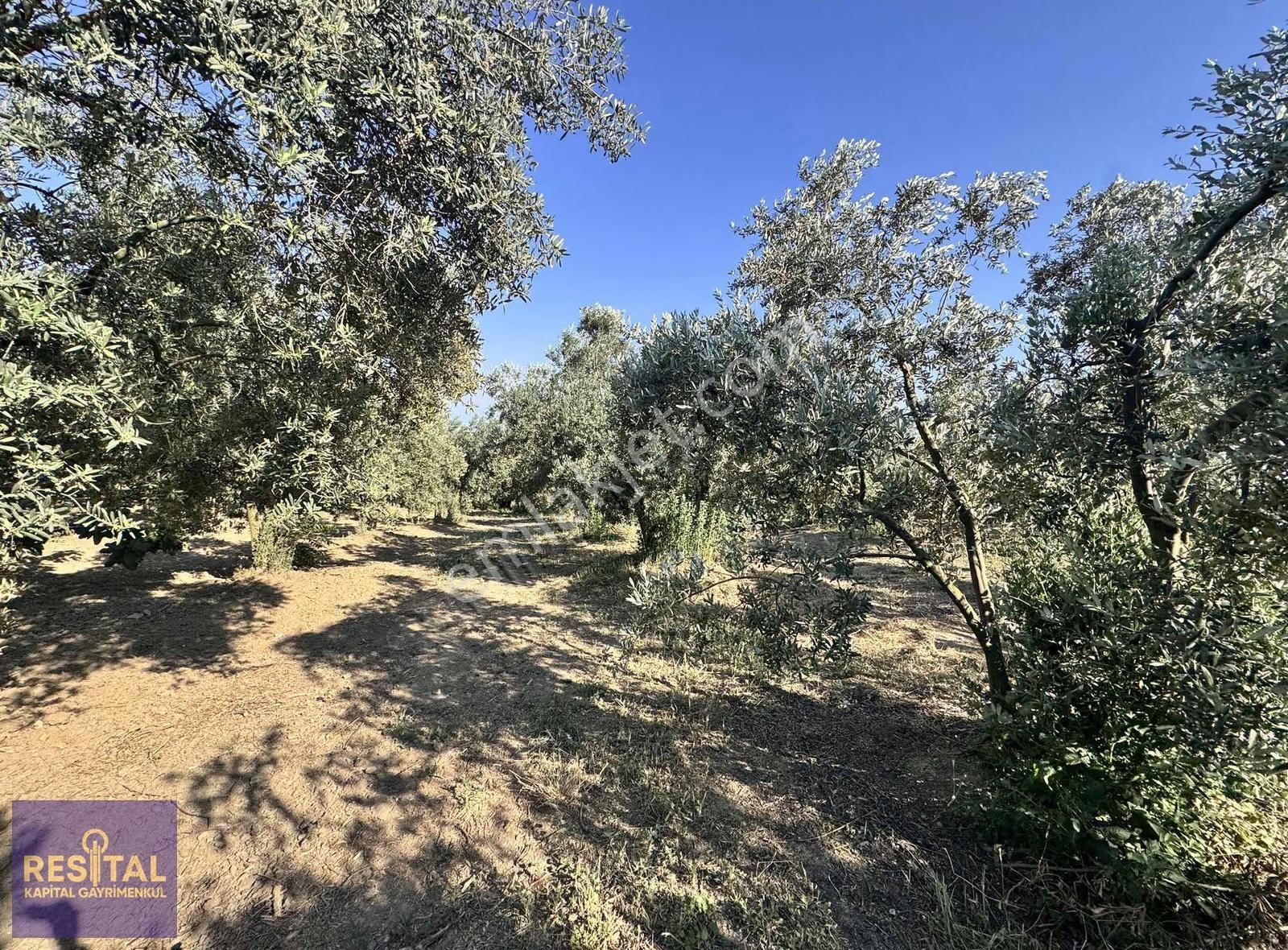 Mudanya Akköy'de 2.985 M² Yatırımlık Satılık Arsa - Görsel 12