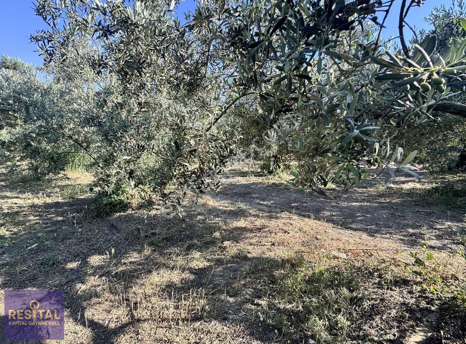 Mudanya Akköy'de 2.985 M² Yatırımlık Satılık Arsa - Görsel 13