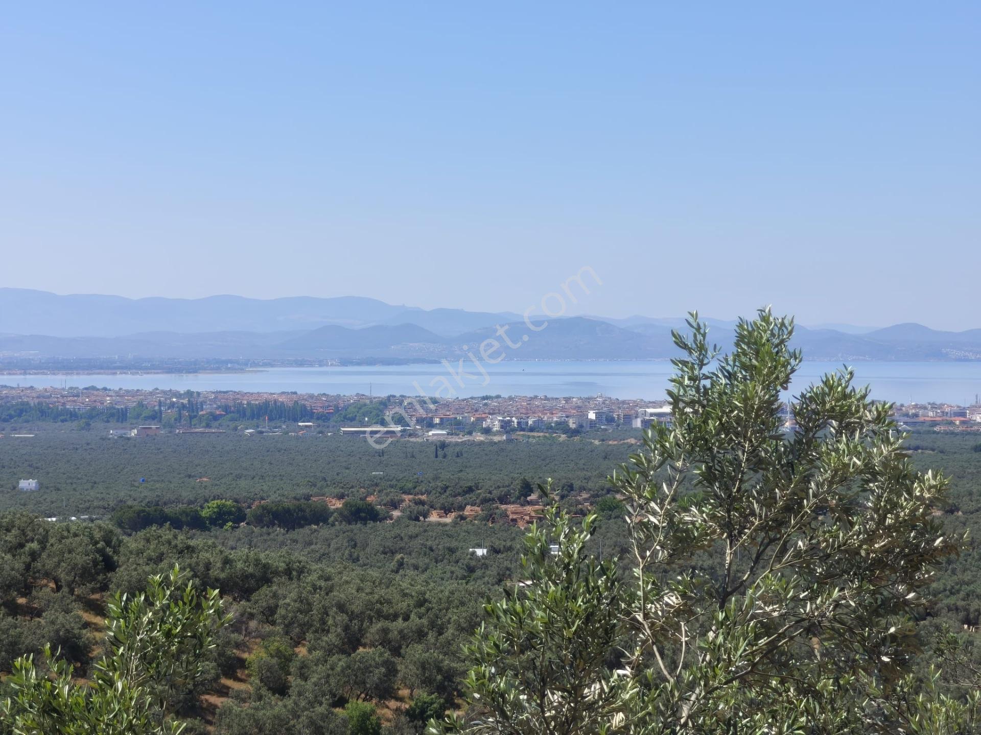 Doruk'tan Zeytinli Taştepe Mevkiinde Yetkili Fırsat Zeytinlik - Görsel 30