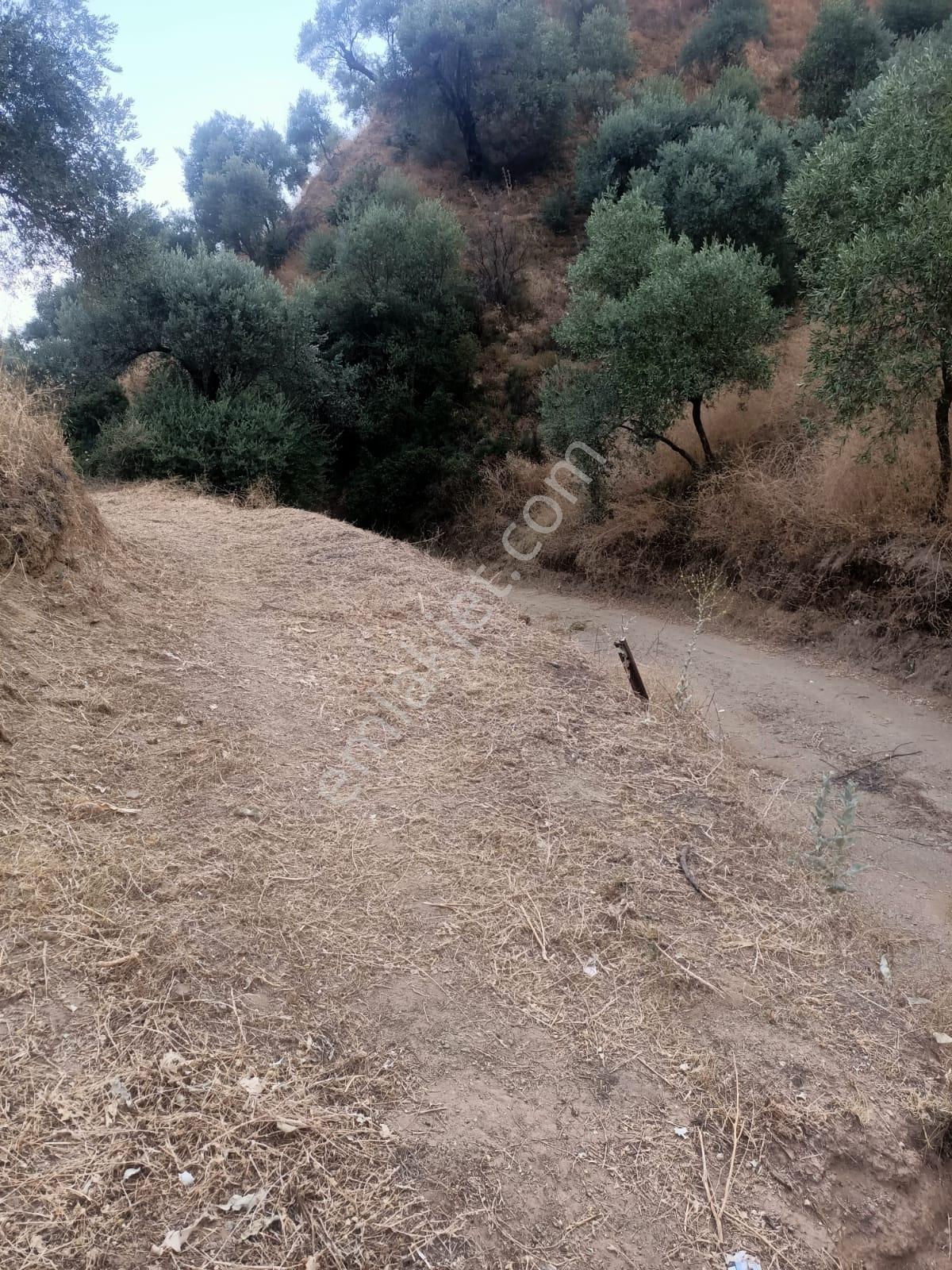 Satılık Zeytinlik Takasa Açık - Görsel 6