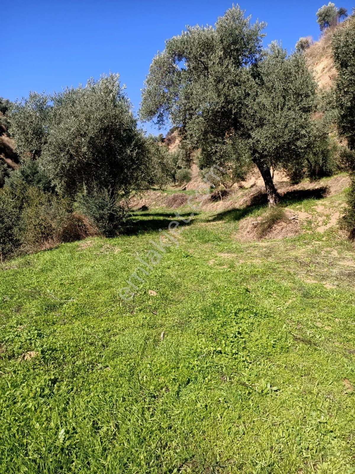 Satılık Zeytinlik Takasa Açık - Görsel 5