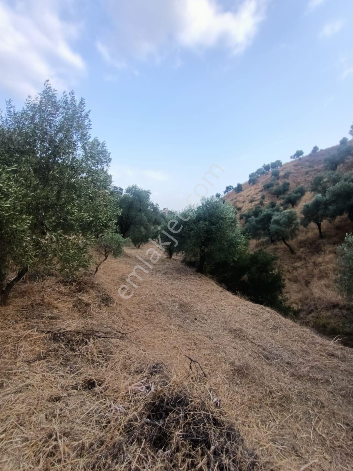 Satılık Zeytinlik Takasa Açık - Görsel 28