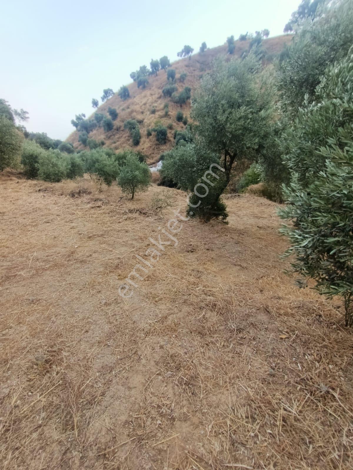 Satılık Zeytinlik Takasa Açık - Görsel 9