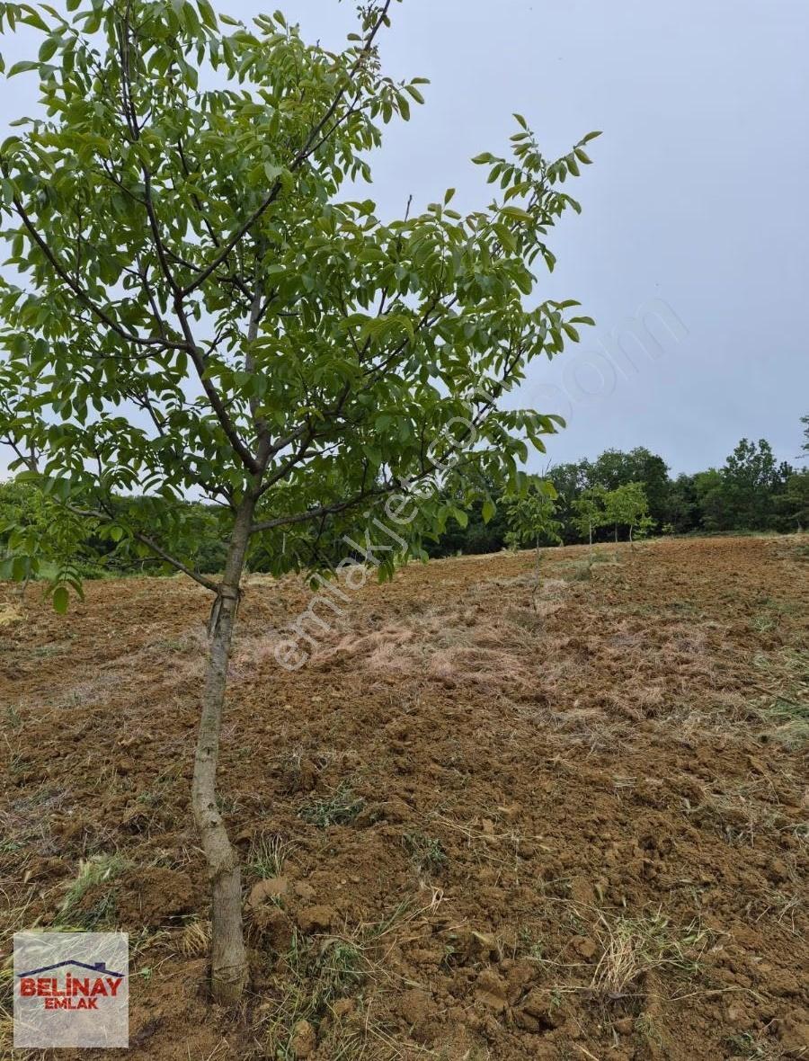 Gölpazarı Kavak Köyünde Asfalt Kenarı 5006 M2 Ceviz Bahçesi - Görsel 2