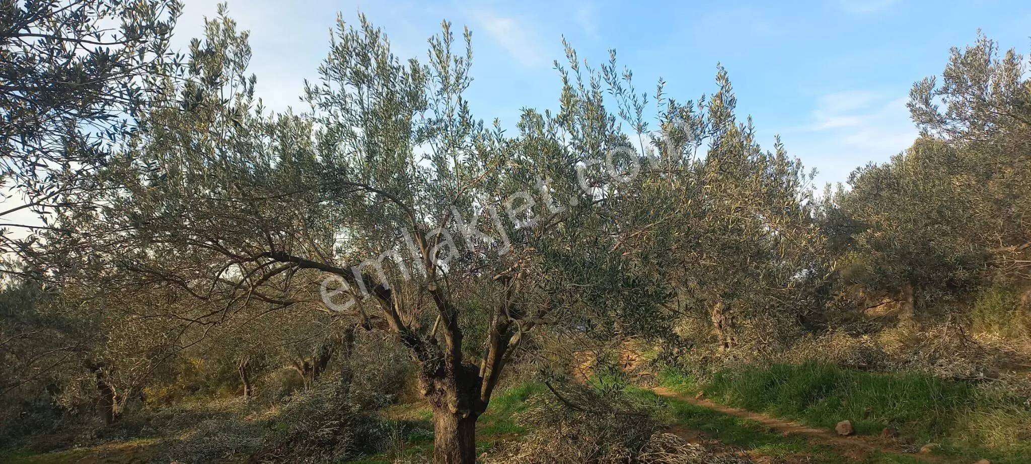 Zeytindağ Ve Tekkedere Arası Zeytinlik
