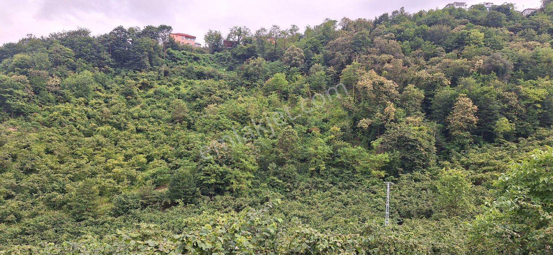 Şahinoǧlu Emlaktan Akçaabat Uğurlu'da 4.000 M2. Çok Uygun Fındıklık - Görsel 17