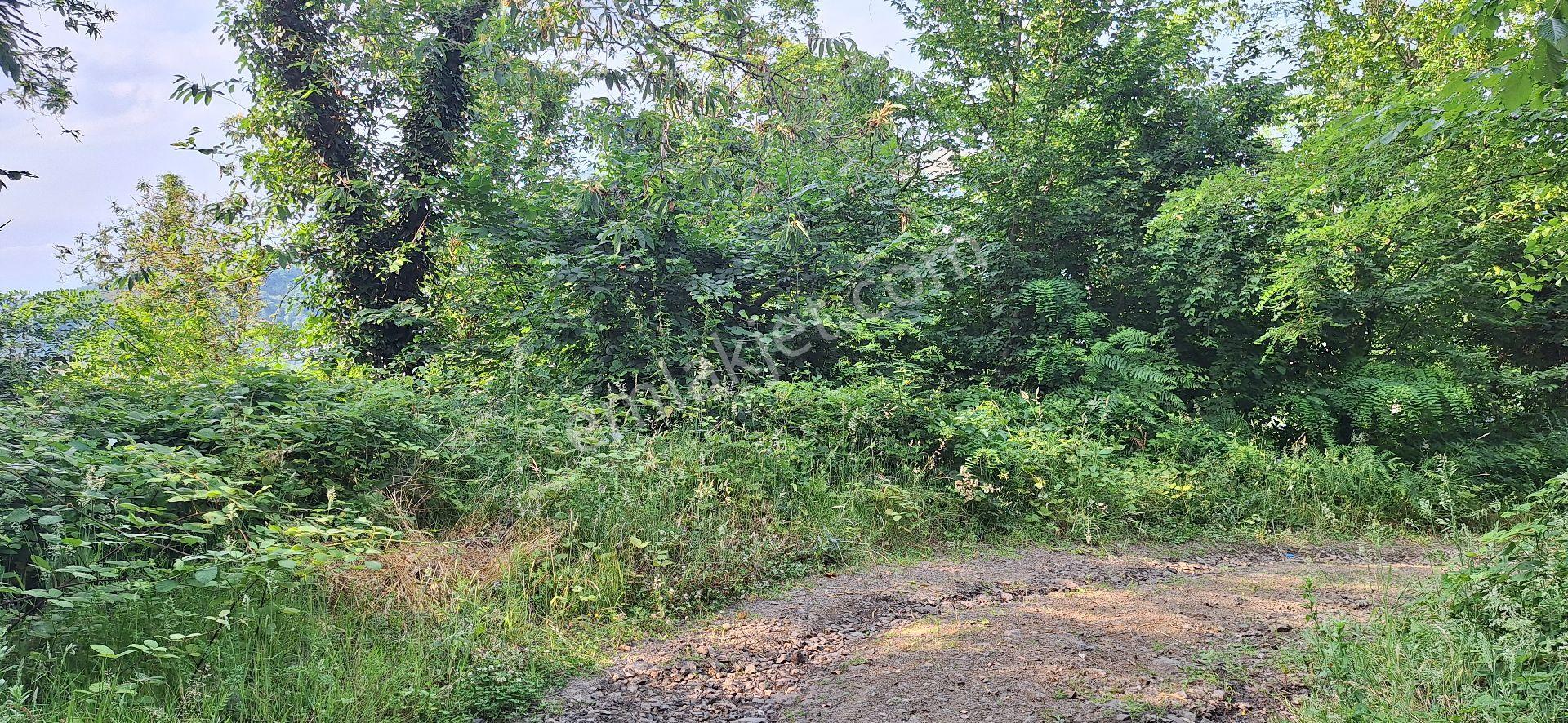 Şahinoǧlu Emlaktan Akçaabat Uğurlu'da 4.000 M2. Çok Uygun Fındıklık - Görsel 11