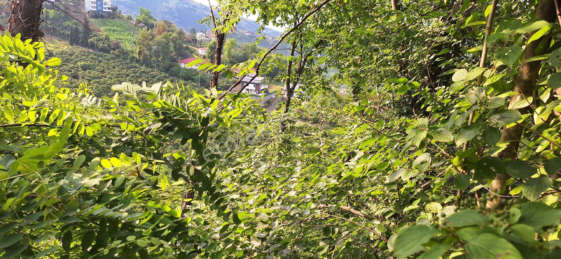 Şahinoǧlu Emlaktan Akçaabat Uğurlu'da 4.000 M2. Çok Uygun Fındıklık - Görsel 12