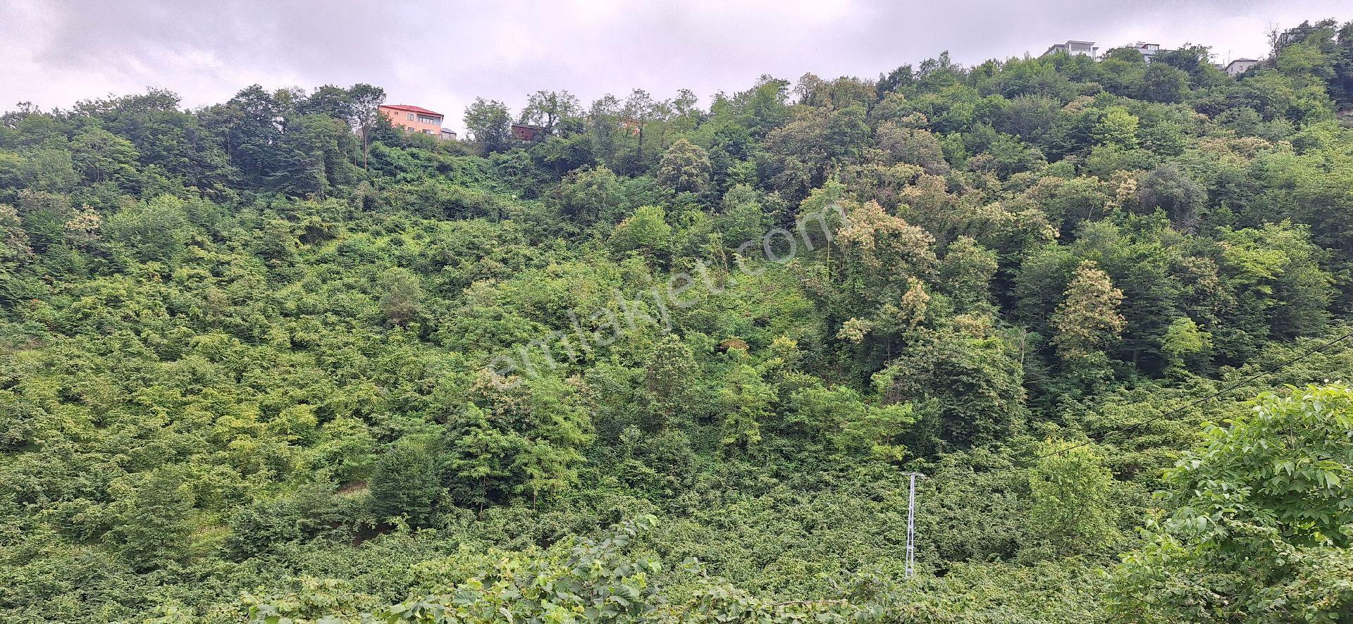 Şahinoǧlu Emlaktan Akçaabat Uğurlu'da 4.000 M2. Çok Uygun Fındıklık - Görsel 19