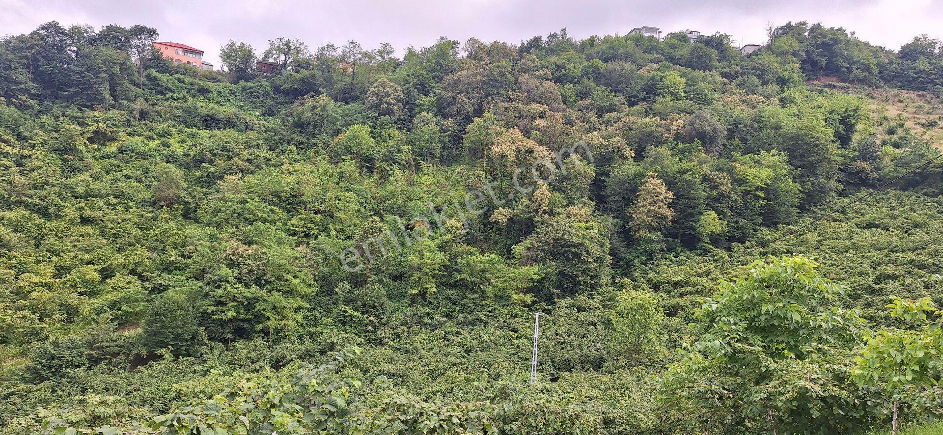 Şahinoǧlu Emlaktan Akçaabat Uğurlu'da 4.000 M2. Çok Uygun Fındıklık - Görsel 18