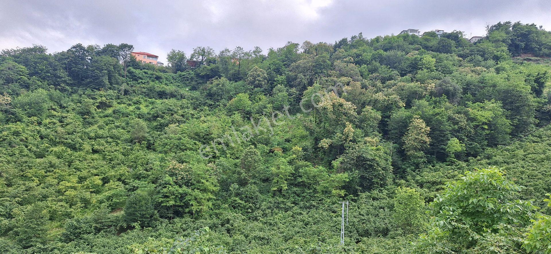 Şahinoǧlu Emlaktan Akçaabat Uğurlu'da 4.000 M2. Çok Uygun Fındıklık